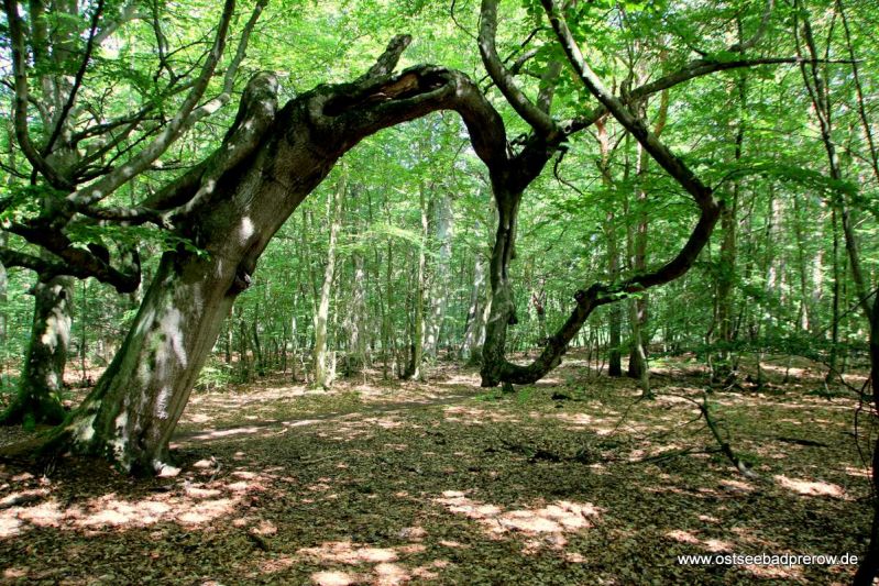 Darßwald